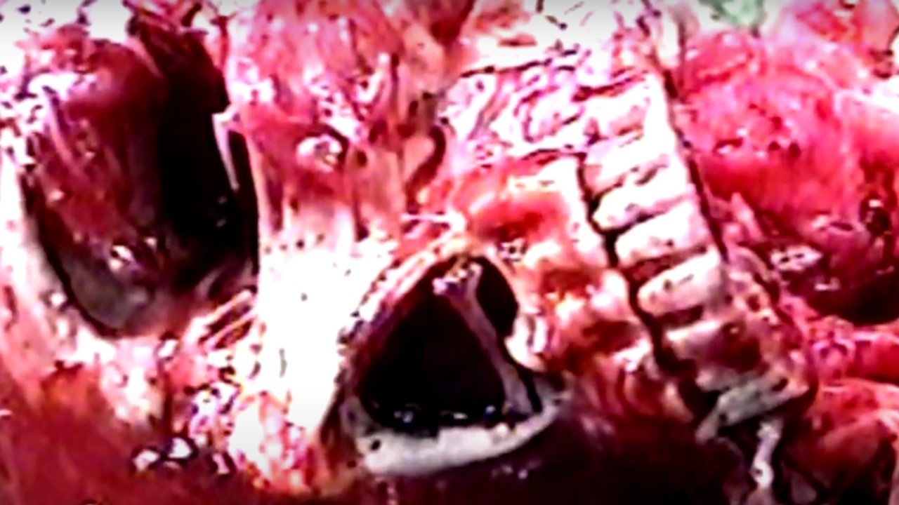 Ataraxia Movie Screenshot 3