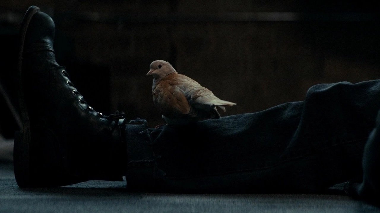 Ring Neck Movie Screenshot 1